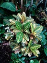 Croton, codiaum ÃÂ  - plant of the family Euphorbia in the park